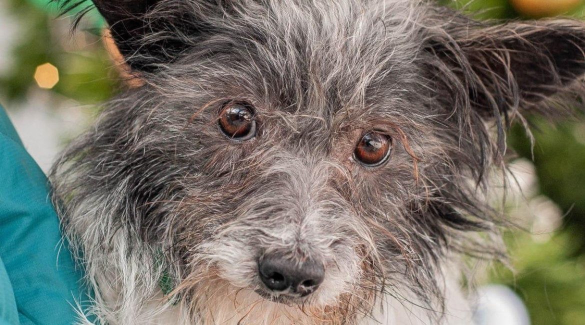 Chiens à adopter